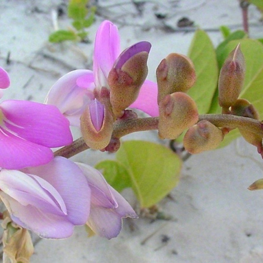 Havsböna (Canavalia rosea (Canavalia maritima)