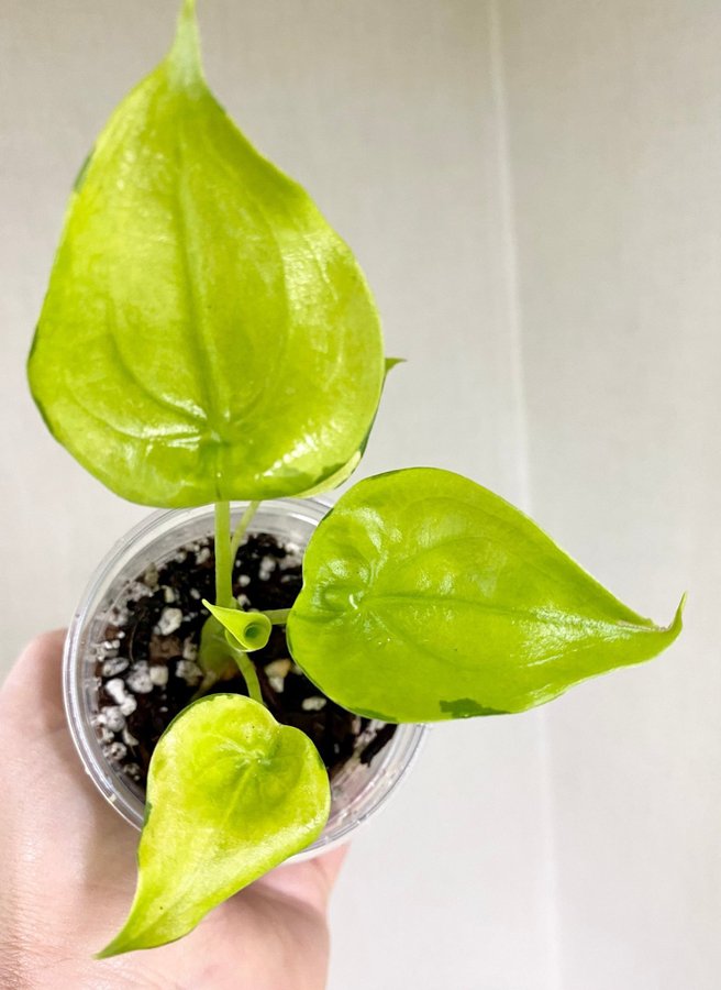 Alocasia Cucullata Aurea Variegata