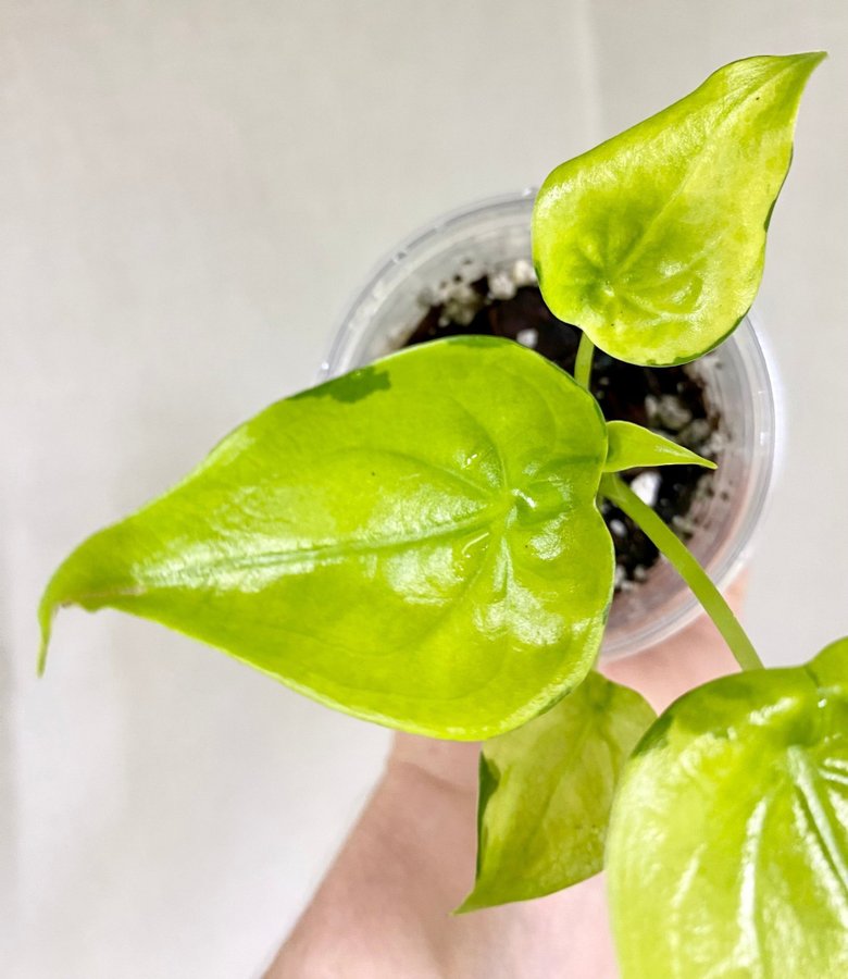 Alocasia Cucullata Aurea Variegata