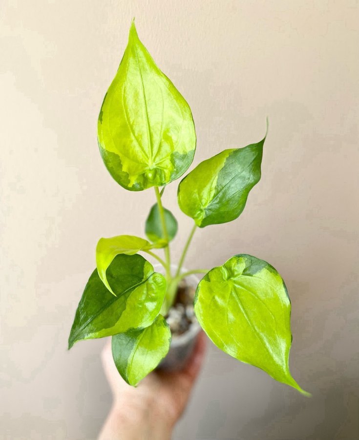 Alocasia Cucullata Aurea Variegata