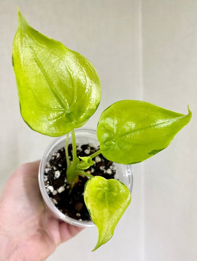 Alocasia Cucullata Aurea Variegata