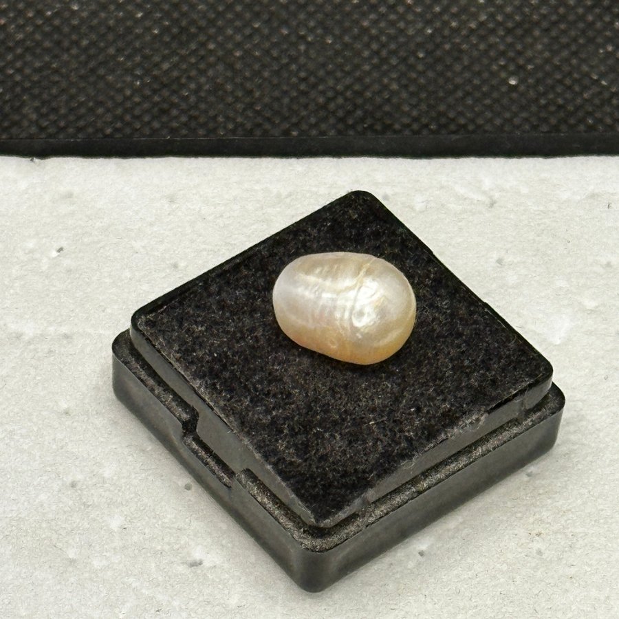 Natural Pearl 780 ct