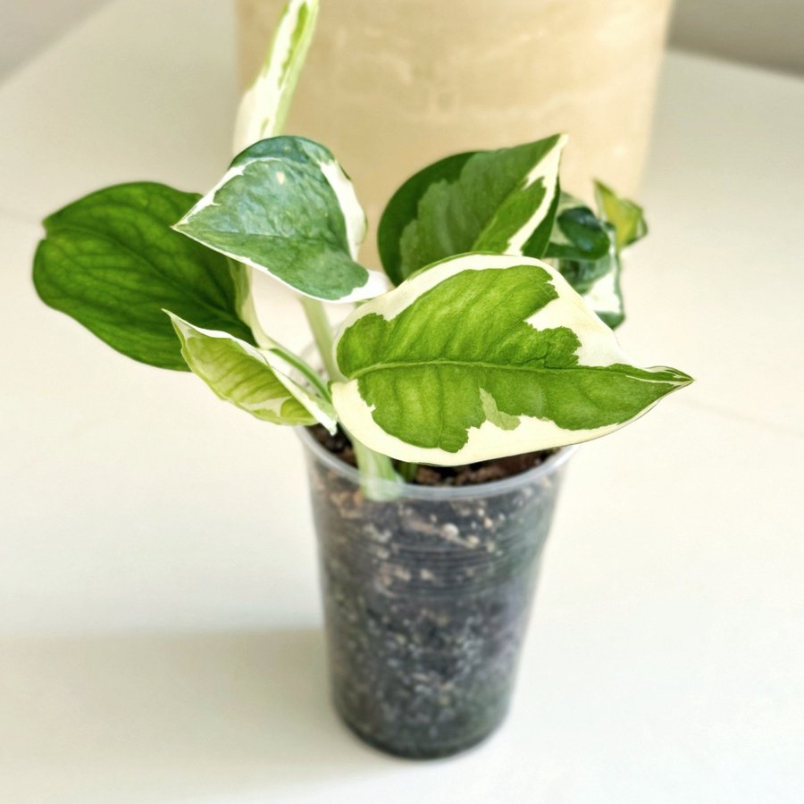 Epipremnum " NJOY / N'JOY " Liten planta (Gullranka Pothos)