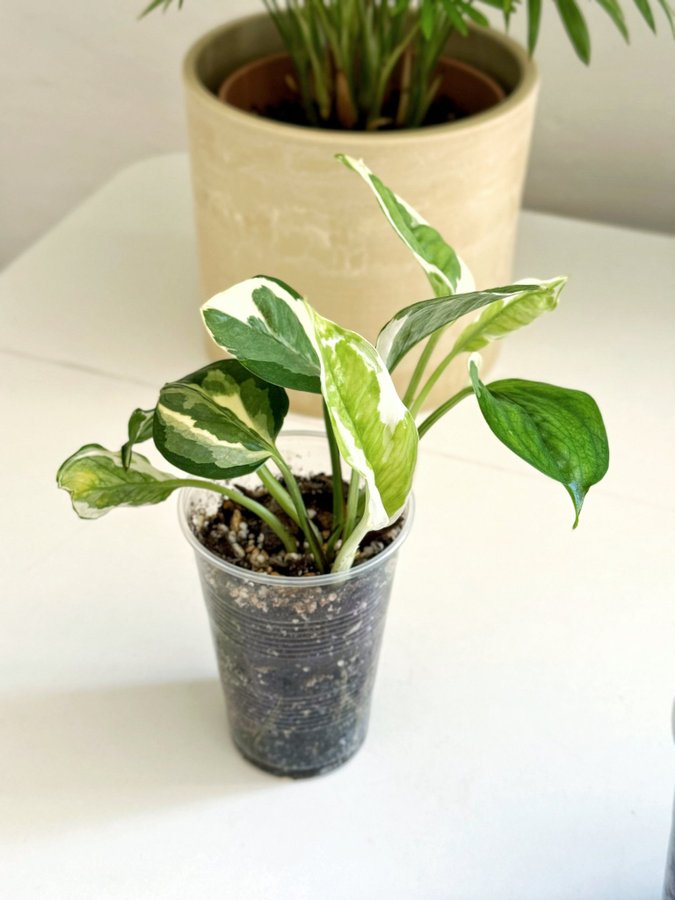 Epipremnum " NJOY / N'JOY " Liten planta (Gullranka Pothos)