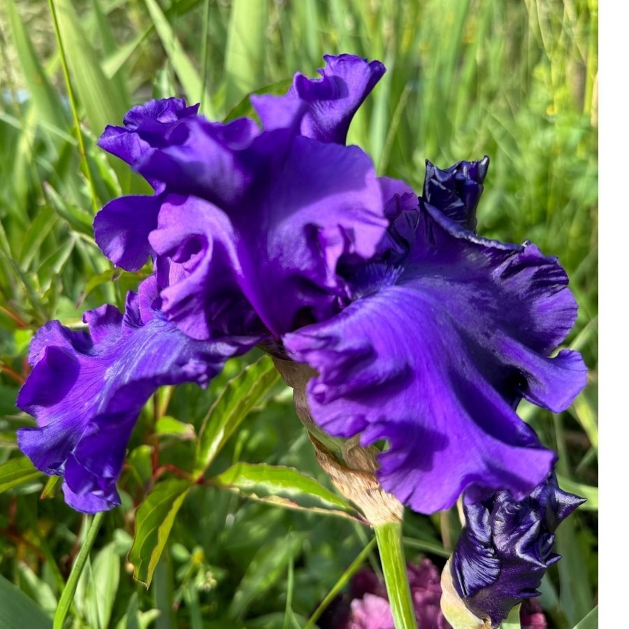 Iris Purple ritz