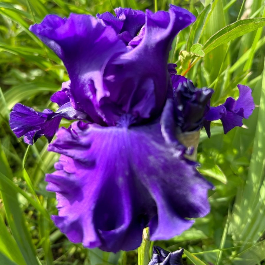 Iris Purple ritz