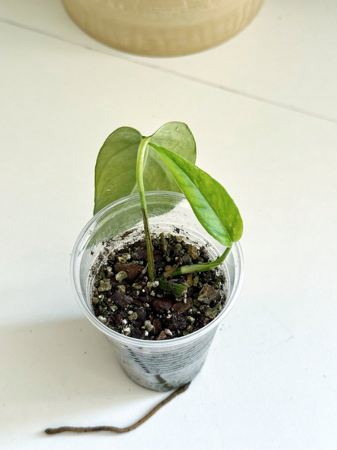 Epipremnum Pinnatum " ALBO VARIEGATA " Liten planta (Gullranka liknar Monstera)