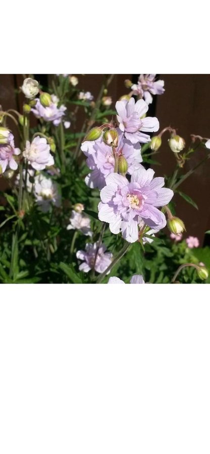 1 planta TRÄDGÅRDSNÄVA näva Geranium SUMMER SKIES lila blommor