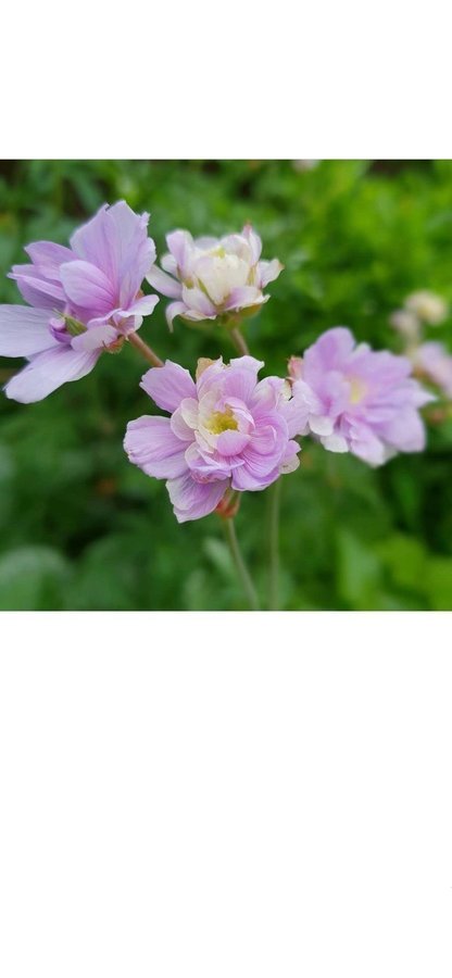 1 planta TRÄDGÅRDSNÄVA näva Geranium SUMMER SKIES lila blommor