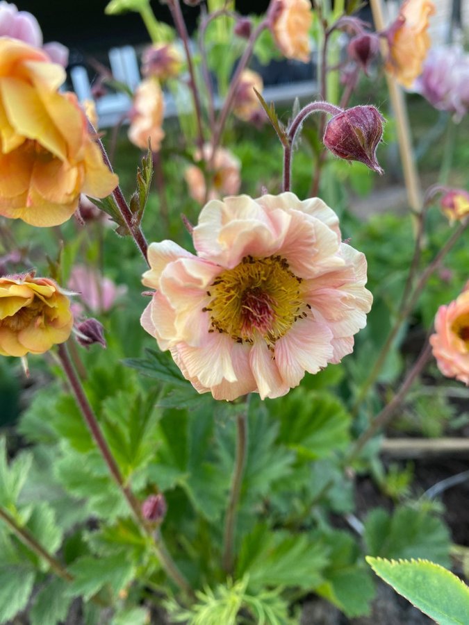 NYHET 1 planta Nejlikrot Geum apricot pearl perenn vackra rosa aprikos blommor