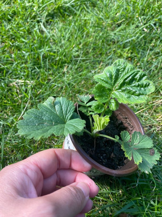 NYHET 1 planta Nejlikrot Geum apricot pearl perenn vackra rosa aprikos blommor