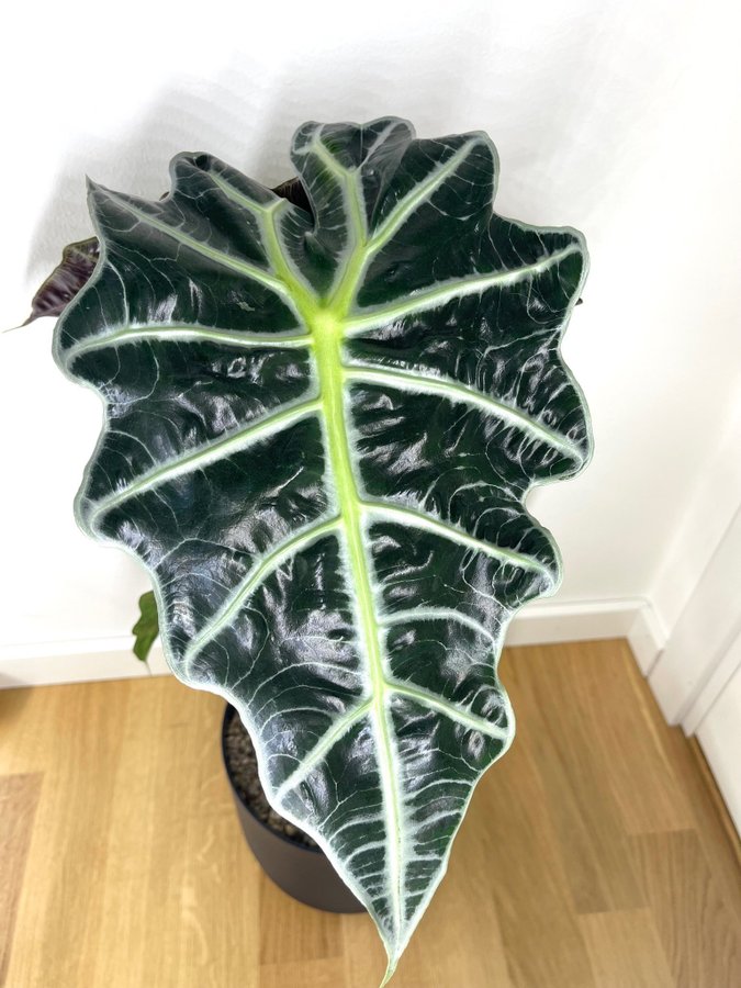 Alocasia Amazonica