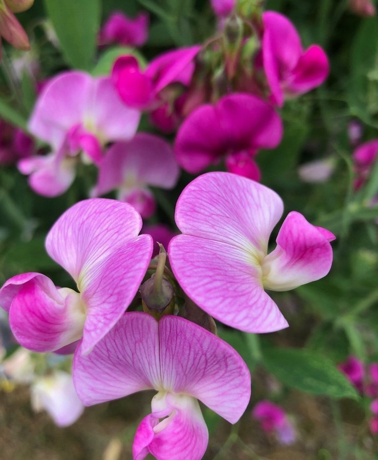 Rosenvial Lathyrus latifolius i fina nyanser av rosa Kallad perenn luktärt