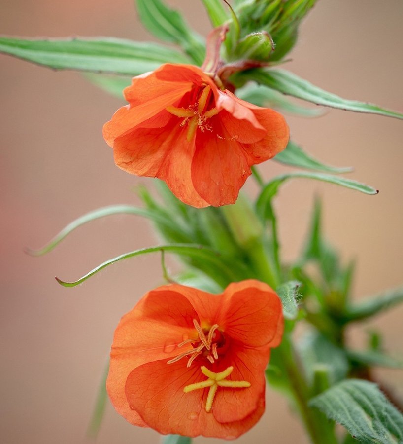 Raritet!!! Orangeröd Nattljus (Oenothera versicolor )