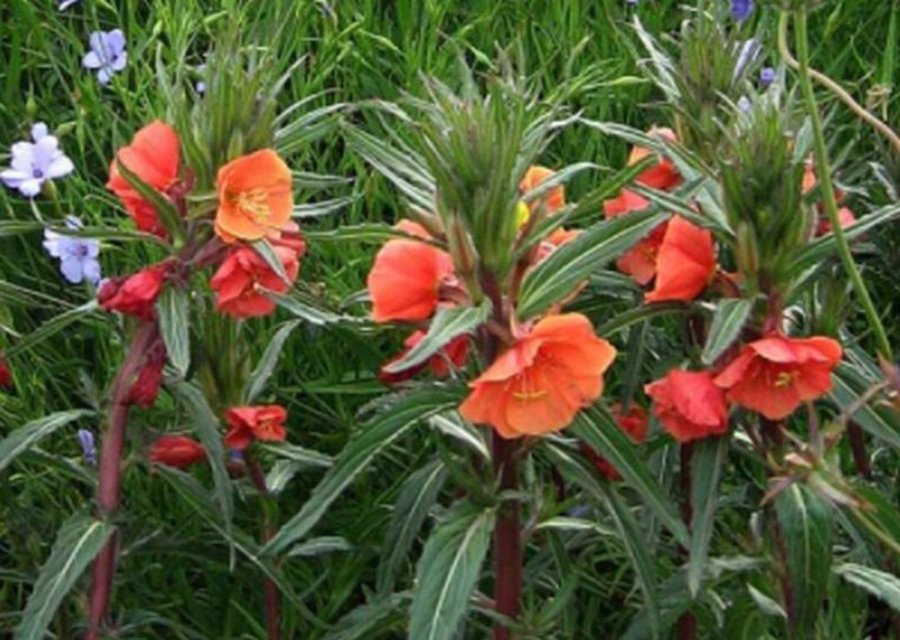 Raritet!!! Orangeröd Nattljus (Oenothera versicolor )