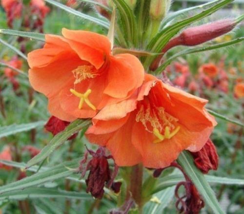 Raritet!!! Orangeröd Nattljus (Oenothera versicolor )