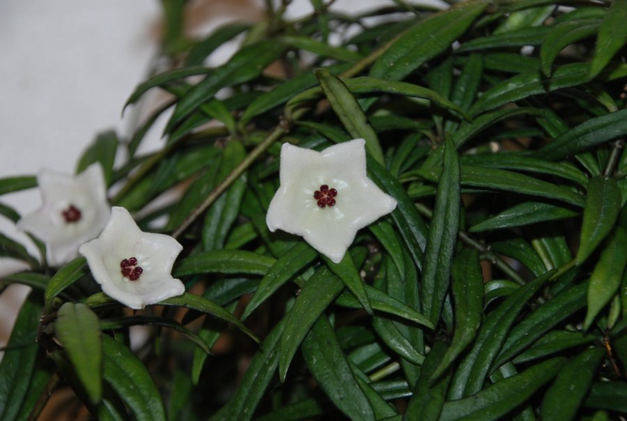 Hoya pauciflora - liten planta Så ljuvlig doft