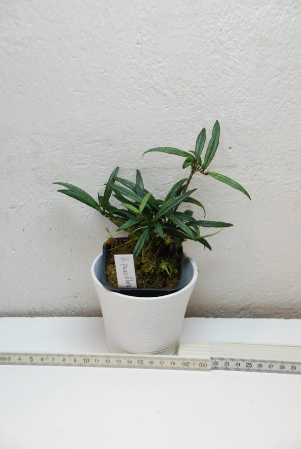 Hoya pauciflora - liten planta Så ljuvlig doft