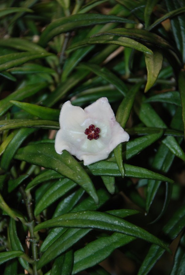 Hoya pauciflora - liten planta Så ljuvlig doft