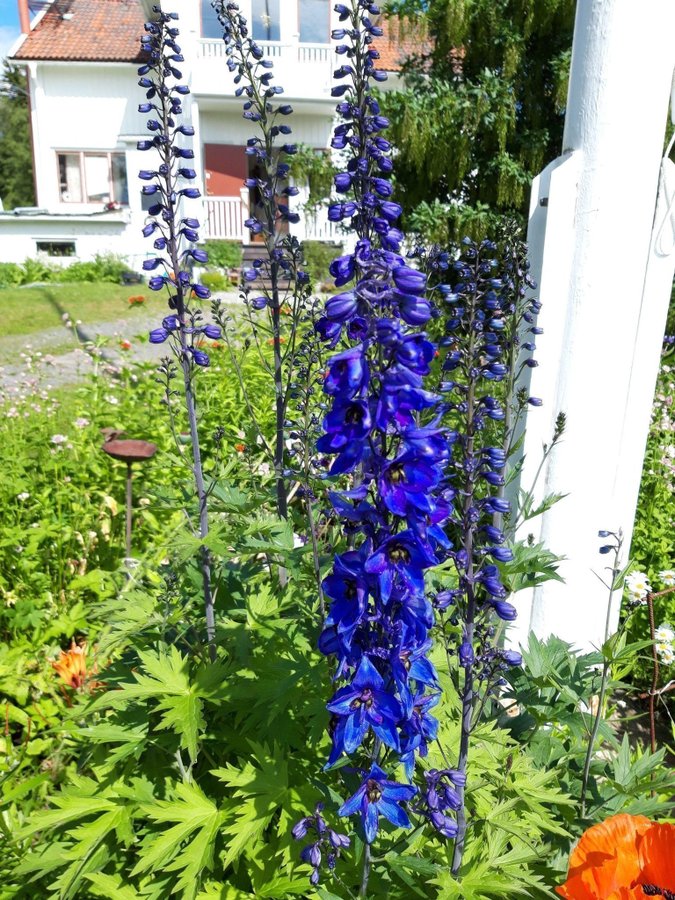 Riddarsporre blå perenn frön minst 20 frön