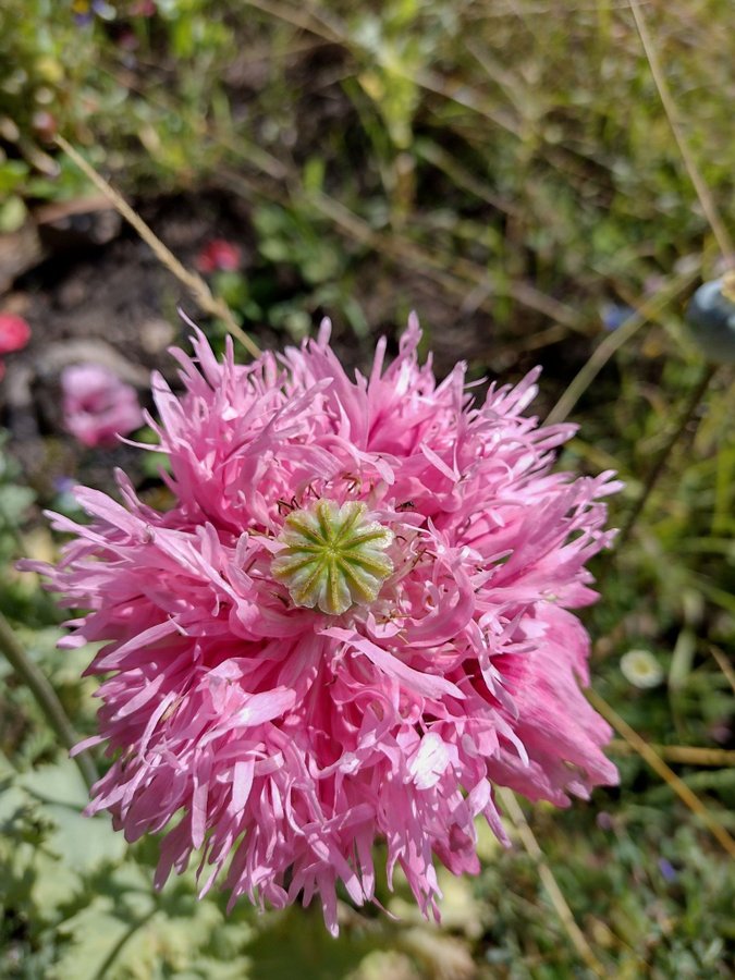 frön pionvallmo och enkla rosa lila 1-åriga minst 300 frön