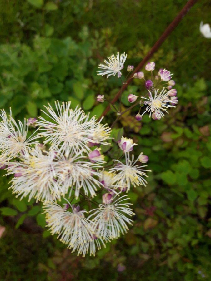 30 frön aklejruta vita blommor perenn