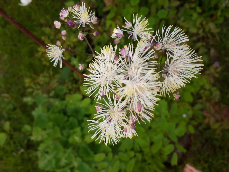 30 frön aklejruta vita blommor perenn