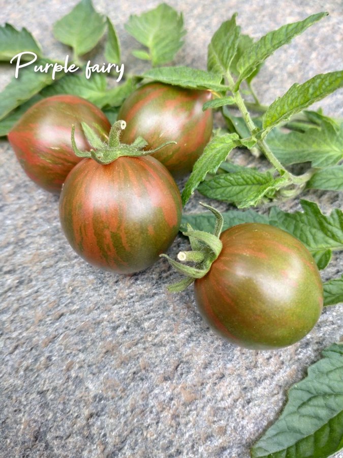 Godispaket 10 tomatsorter