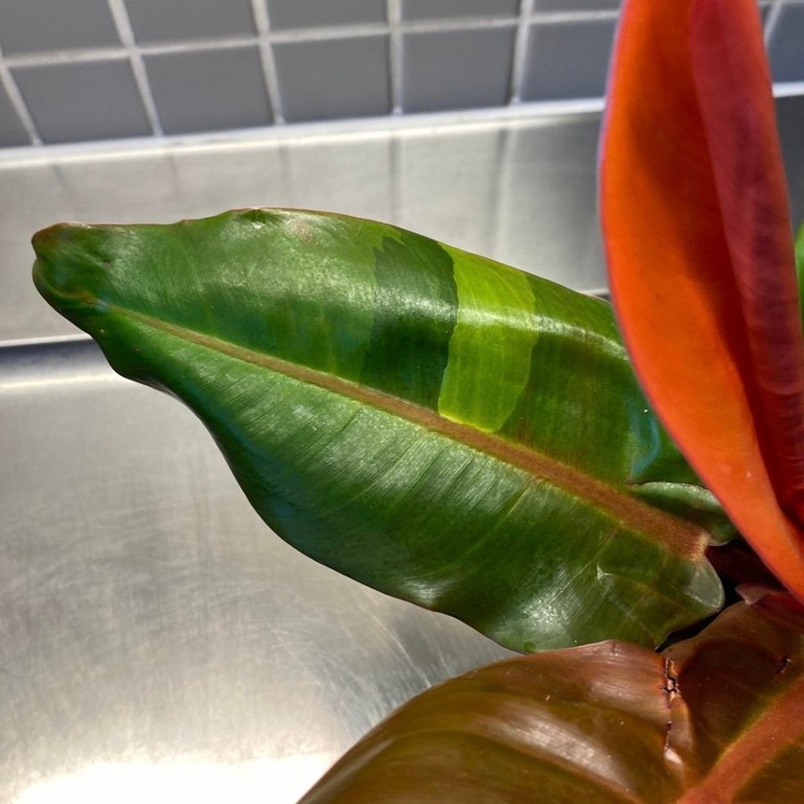 Philodendron Red Sun Variegated “Rare"