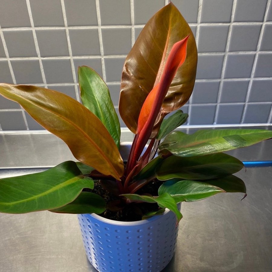 Philodendron Red Sun Variegated “Rare"