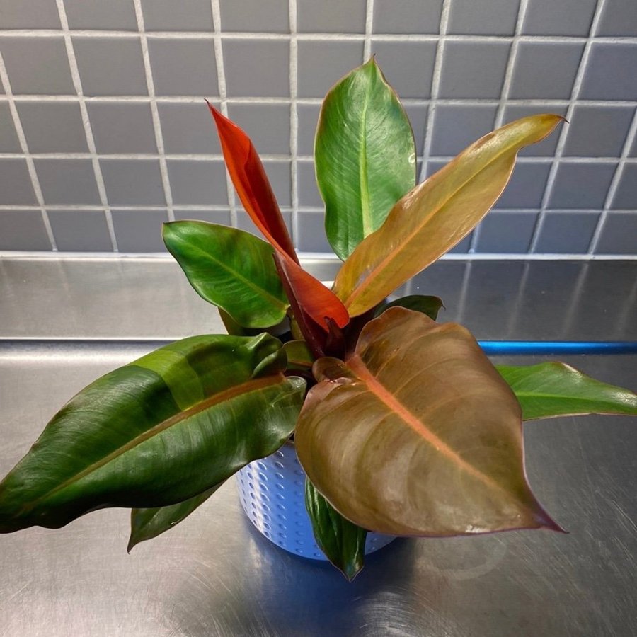 Philodendron Red Sun Variegated “Rare"