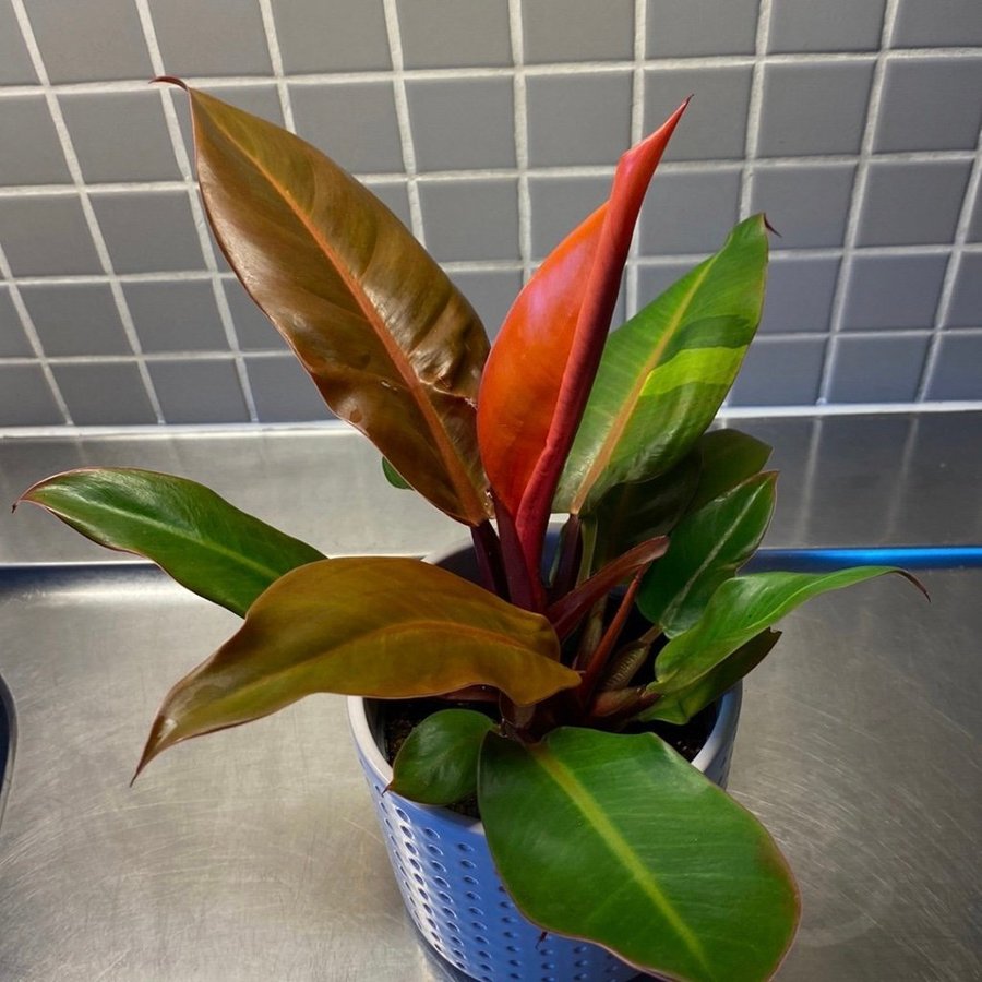 Philodendron Red Sun Variegated “Rare"