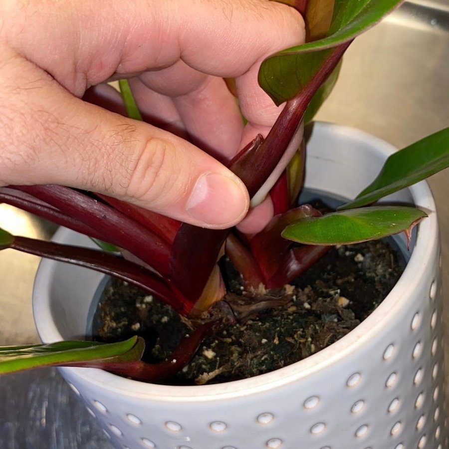 Philodendron Red Sun Variegated “Rare"