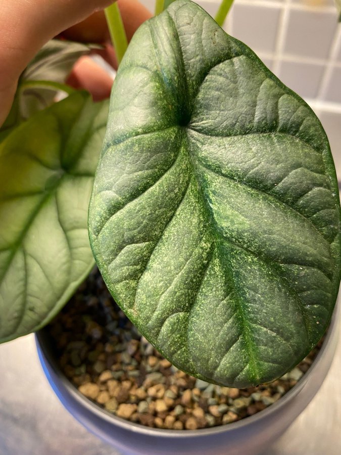 Alocasia Silver Dragon Var Bulb