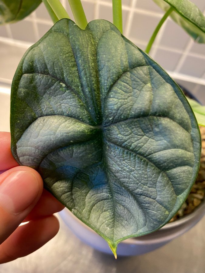 Alocasia Silver Dragon Var Bulb