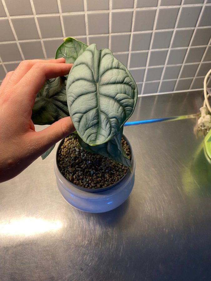 Alocasia Silver Dragon Var Bulb