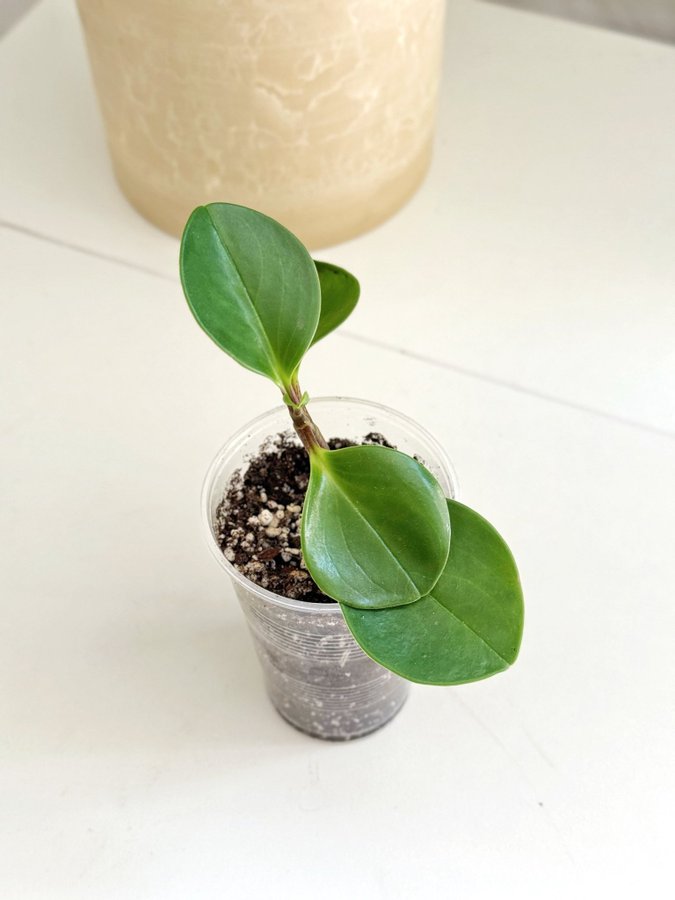 Peperomia Obtusifolia ” FREDSGRÖNSKA " Liten planta (Suckulent)