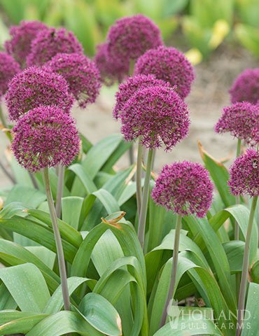 Allium 'Ostara'2 lökar