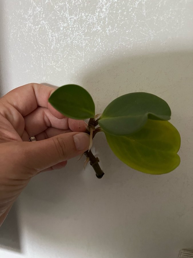 Peperomia obtusifolia / Fredsgrönska rotad stickling