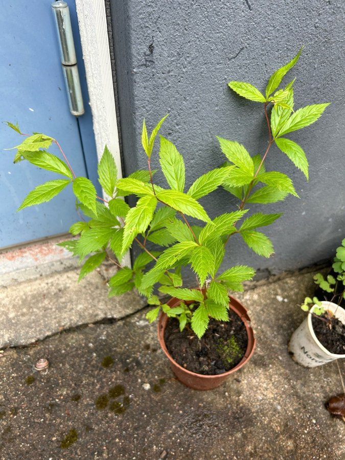 Gillena trifoliata -trebladsspira stor planta