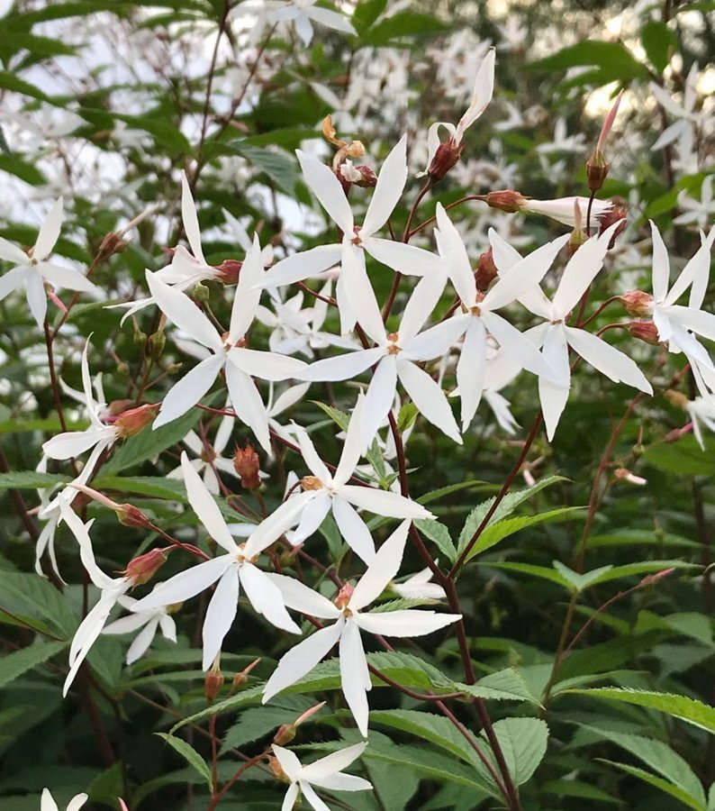 Gillena trifoliata -trebladsspira stor planta