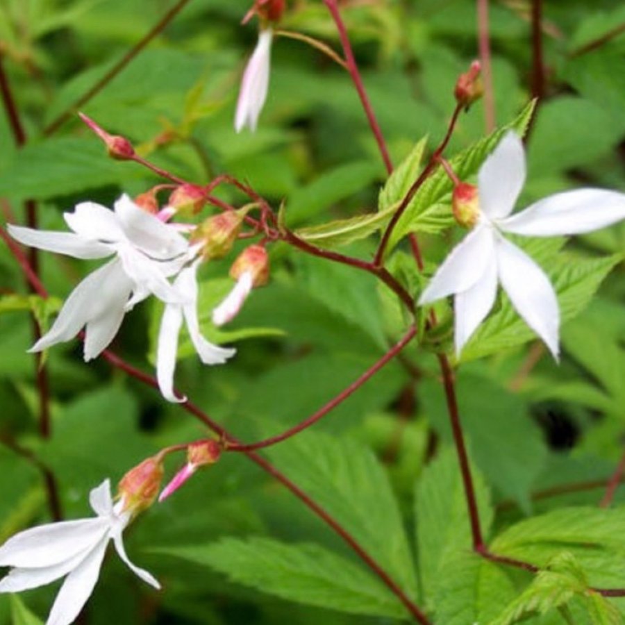 Gillena trifoliata -trebladsspira stor planta