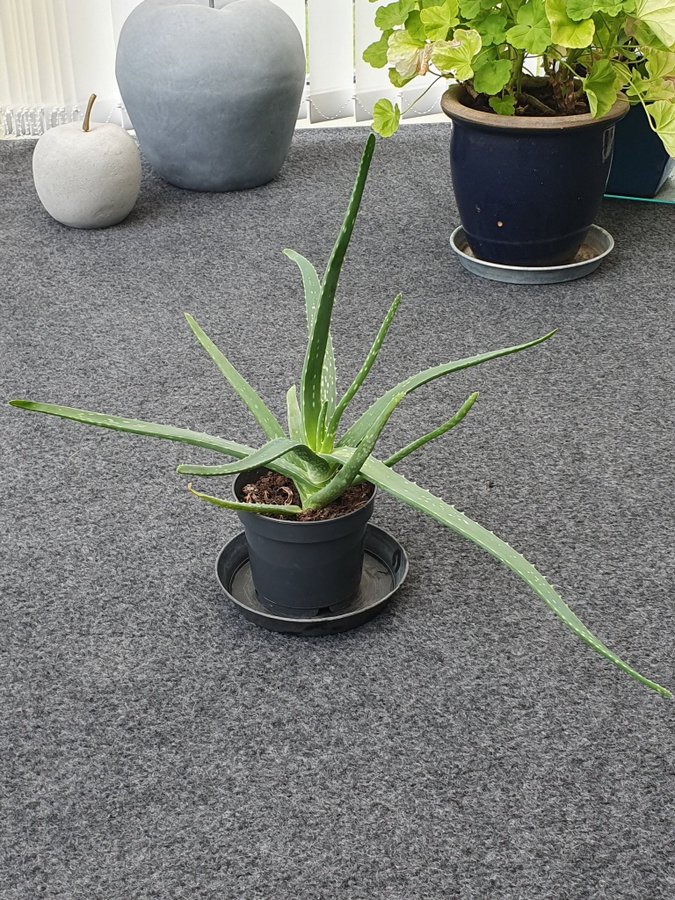 Aloe Vera