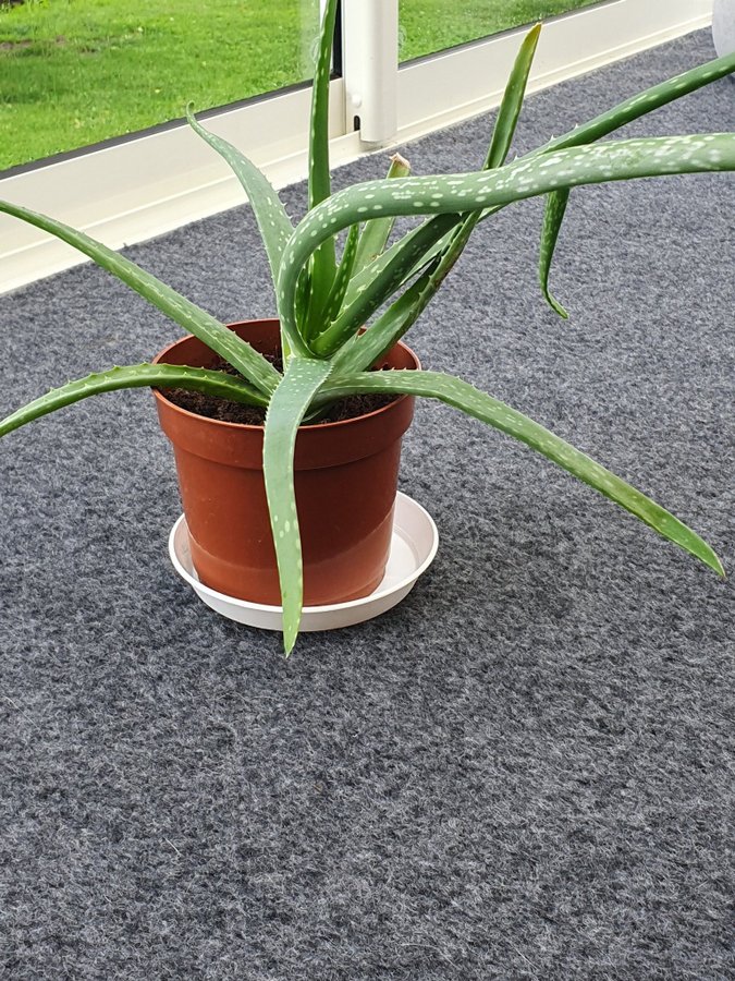 Aloe Vera