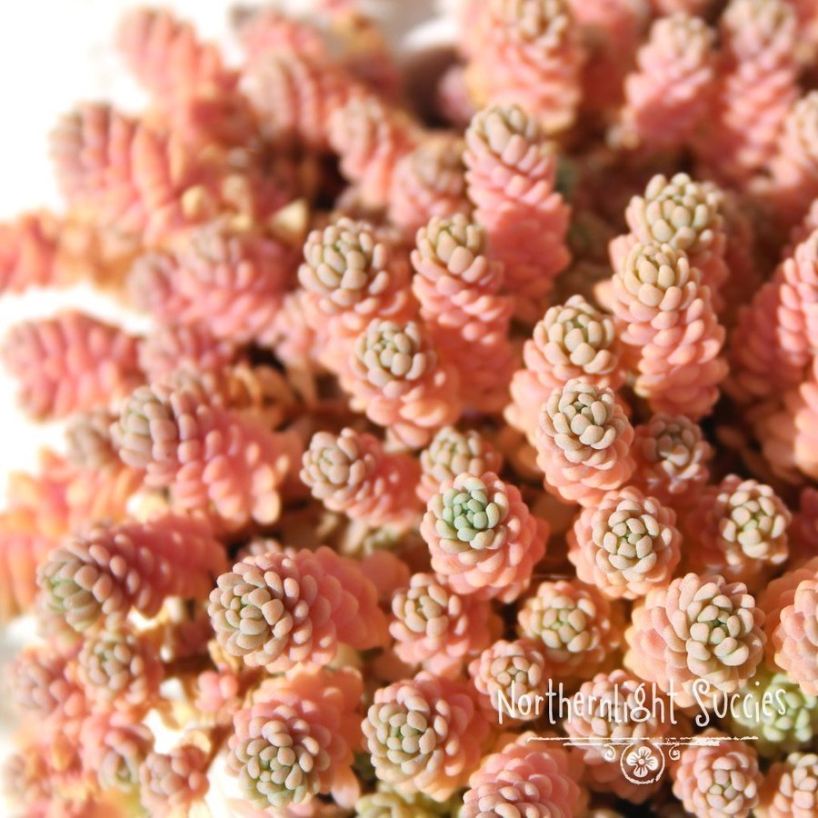 Sedum major Corsican Stonecrop - 3 orotade sticklingar