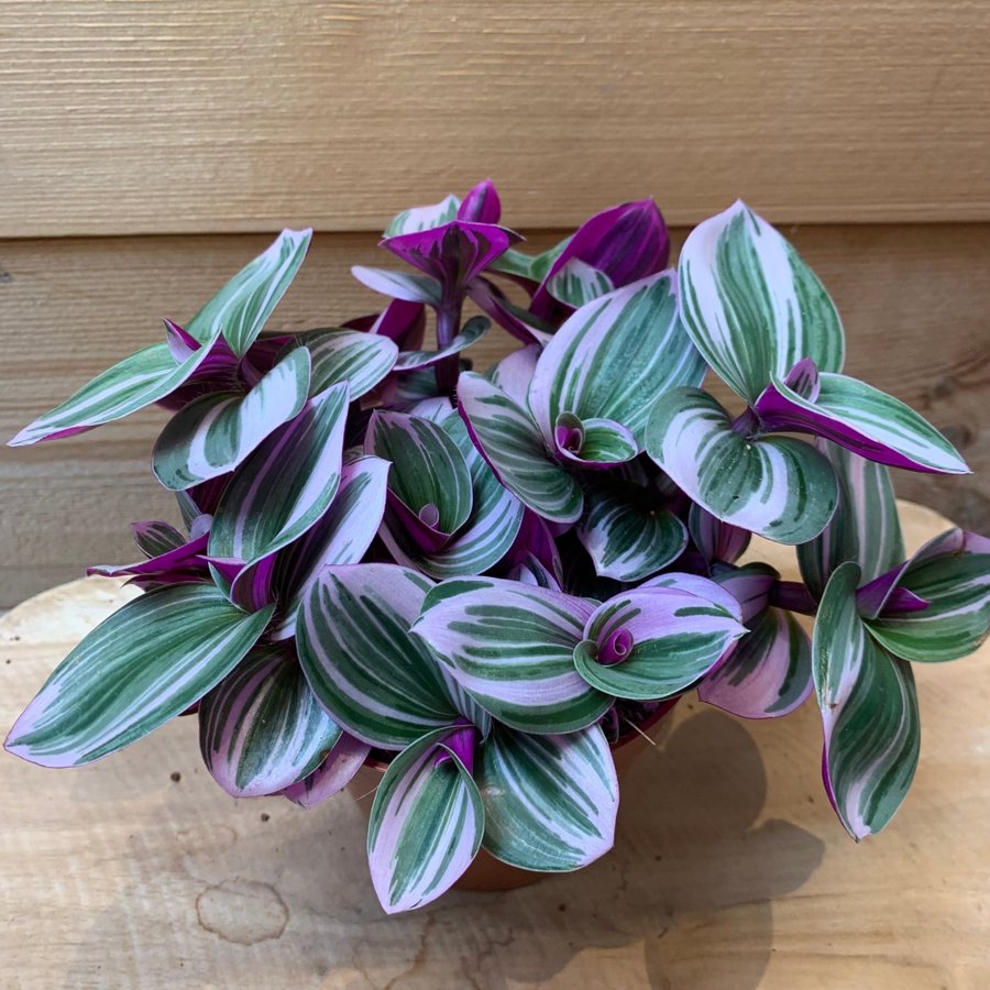 En stickling av tradescantia Nanouk