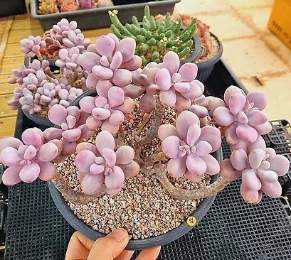 Graptopetalum Amethystinum / Lavender Pebbles - 1 fint toppskott