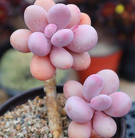 Graptopetalum Amethystinum / Lavender Pebbles - 1 fint toppskott