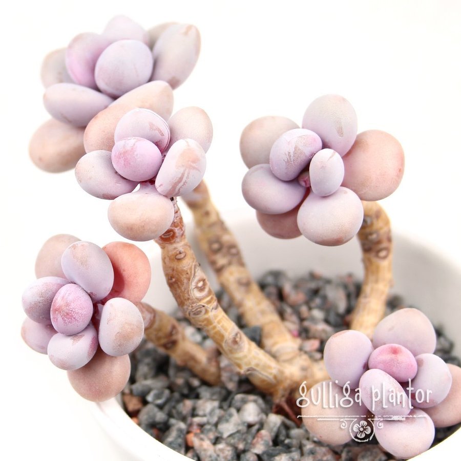 Graptopetalum Amethystinum / Lavender Pebbles - 1 fint toppskott