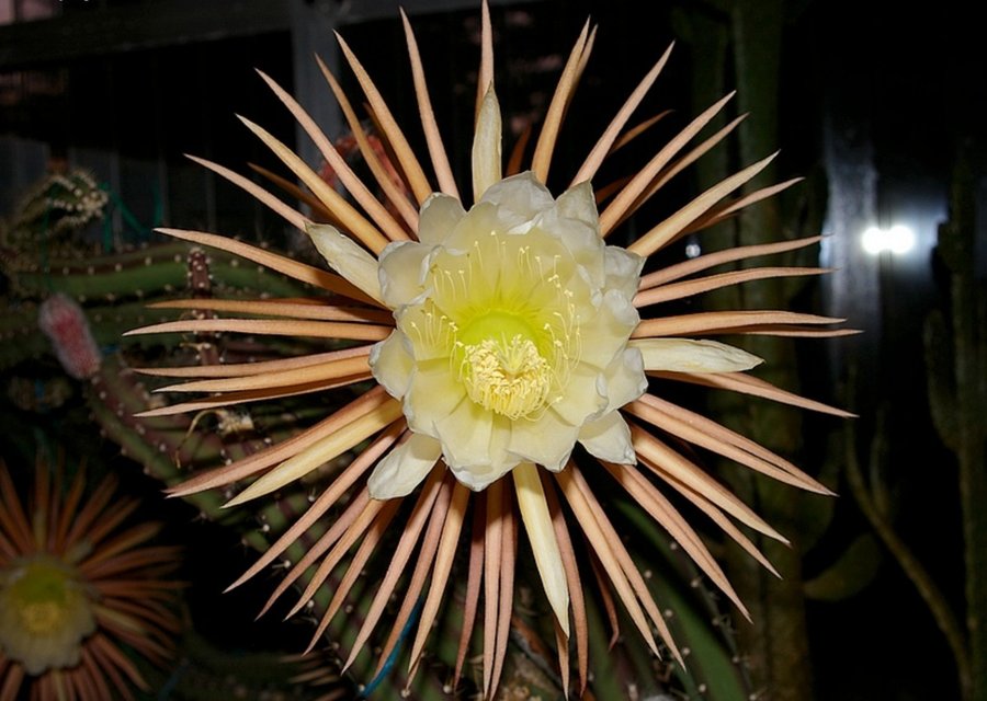 Kaktusfrön - Nattens drottning - Selenicereus grandiflorus